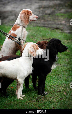 Team of english springer spaniel gun dogs waiting eagerly Stock Photo