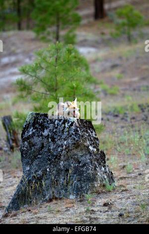 Red fox in Valley County, Idaho, USA. Stock Photo