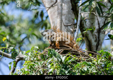 An orange colored male Green Iguana (Iguana iguana) on a tree. Belize, Central America. Stock Photo