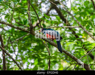 A male Slaty-tailed Trogon (Trogon massena) on a tree. Belize, Central America. Stock Photo