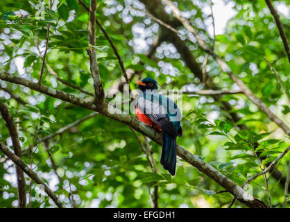 A male Slaty-tailed Trogon (Trogon massena) on a tree. Belize, Central America. Stock Photo