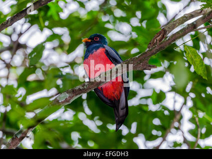 A male Slaty-tailed Trogon (Trogon massena) on a tree. Belize, Central America. Stock Photo