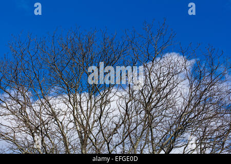 Dormant tree branches against deep blue sky in winter - USA Stock Photo