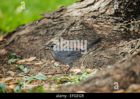 Gray Catbird foraging for seeds at base of tree on ground. Stock Photo