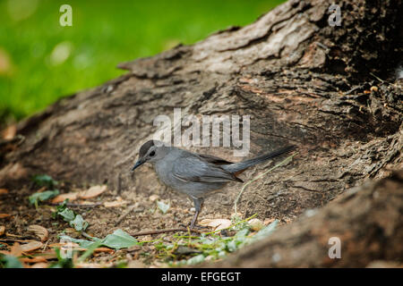 Gray Catbird foraging for seeds at base of tree on ground. Stock Photo