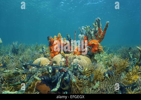 Lush Caribbean coral reef underwater composed of a high diversity of sea life including corals and sponges, Panama Stock Photo
