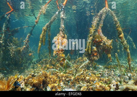 Mangrove roots under the water in the Caribbean sea with corals on the seabed, Panama Stock Photo