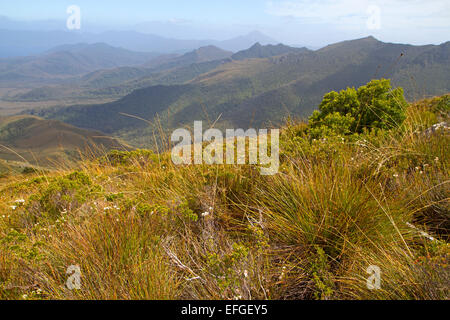 Buttongrass slopes beside the trail to Mt Anne, the highest peak in south west Tasmania Stock Photo