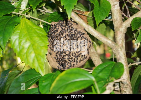 Paper wasp nest, Polybia Sp, with group of wasps outside, Central America, Costa Rica Stock Photo