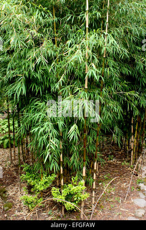 Bamboo growing in Inverewe Gardens on the west coast of Scotland Stock Photo