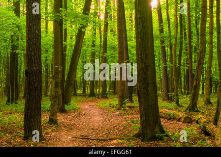 morning sun streaming through the forest vegetation Stock Photo