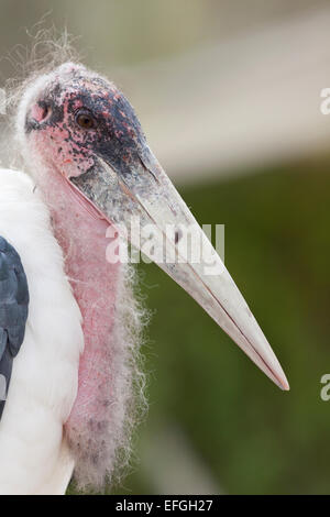 Wildlife : Marabou stork - 'Leptoptilos crumeniferus'. Stock Photo