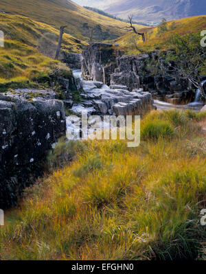 River gorge in Glen Etive with rich Autumn coloured grasses and statuesque dead pine trees overhanging the stream. Stock Photo