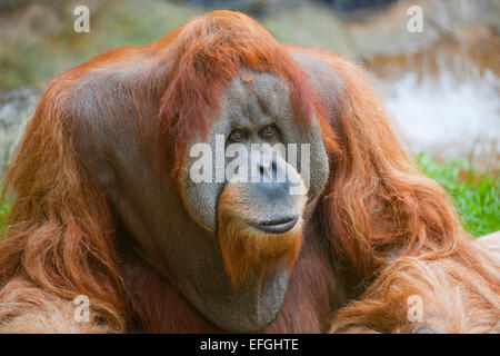 Sumatran Orangutan (Pongo abelii), male, captive, Saxony, Germany Stock Photo