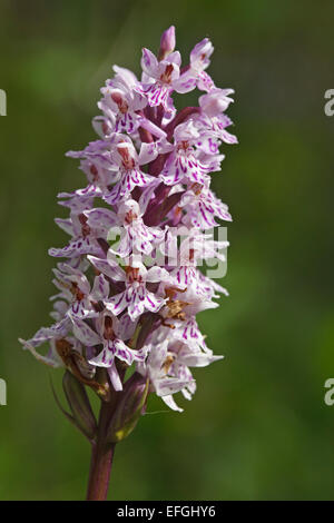 Flowering Common Spotted-orchid (Dactylorhiza maculata ssp. fuchsii), Gotland Stock Photo