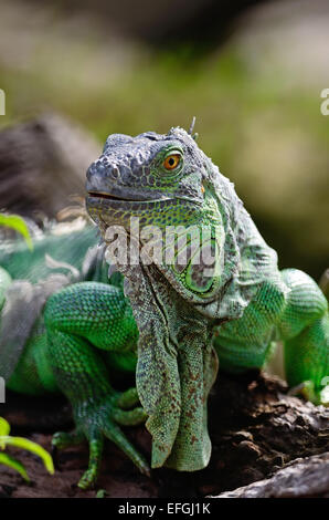 Female Green Iguana (Iguana iguana), head profile Stock Photo