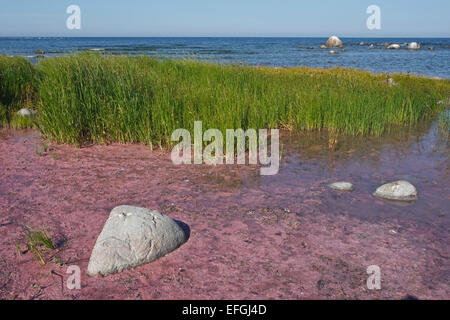 Purple sulfur bacteria in the nature reserve Husrygg in southwestern Gotland. Great Fen-sedge (Cladium mariscus) in the behind Stock Photo