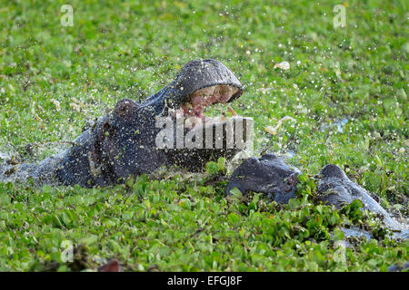 Hippopotamus (Hippopotamus amphibicus), in stagnant waters with aquatic plants, close-up, fighting females