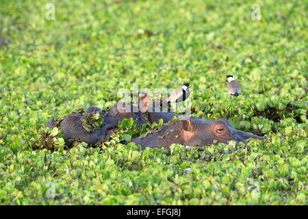 Hippopotamus (Hippopotamus amphibicus), in stagnant waters with aquatic plants, birds on the back, Maasai Mara National Reserve
