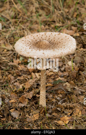 Parasol Mushroom (Macrolepiota procera), Lower Saxony, Germany Stock Photo