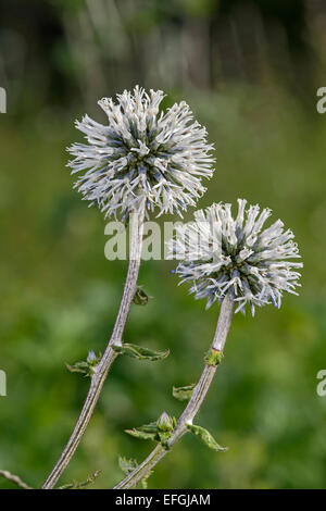 Glandular Globe-thistle (Echinops sphaerocephalus), Alsace, France Stock Photo