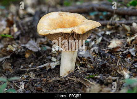 Fleecy Milkcap (Lactatus vellereus), mycorrhizal fungus, toxic, Alsace, France Stock Photo