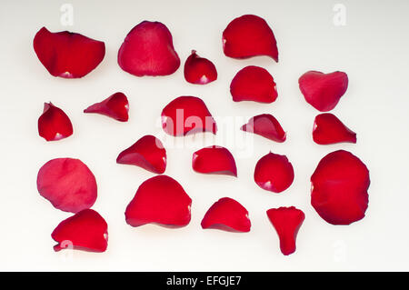 Rose petals on a white background Stock Photo