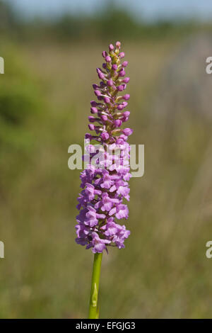 Fragrant Orchid, (Gymnadenia conopsea var. densiflora), Gotland Stock Photo
