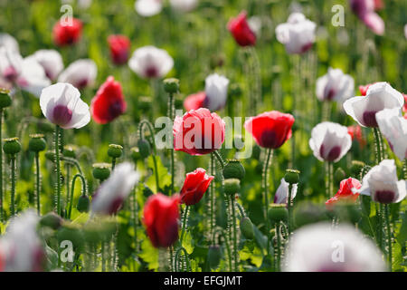 Field of poppies, Opium Poppy (Papaver somniferum), Lower Austria, Austria Stock Photo