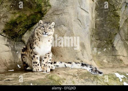 Snow Leopard (Panthera uncia), sitting on a rock, captive, Switzerland Stock Photo