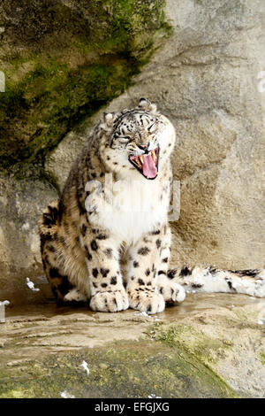 Snow Leopard (Panthera uncia) yawning, captive, Switzerland Stock Photo