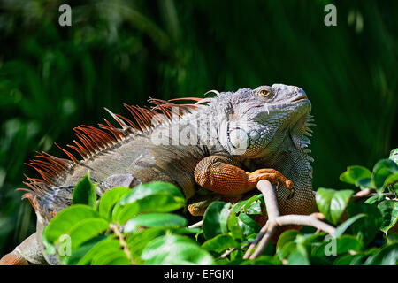 Male Green Iguana (Iguana iguana), standing on tree branch Stock Photo