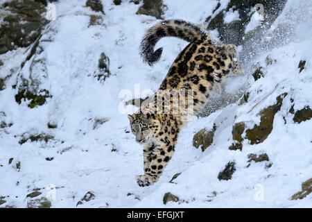 Snow Leopard (Panthera uncia), juvenile, jumping from snowy rock, captive, Switzerland Stock Photo