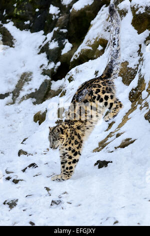 Snow Leopard (Panthera uncia), juvenile, jumping from snowy rock, captive, Switzerland Stock Photo
