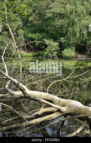 Keston Common ponds near Keston, Bromley, Kent, UK Stock Photo