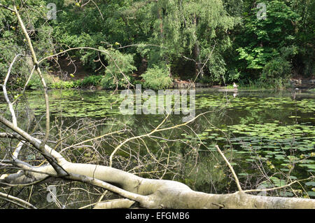 Keston Common ponds near Keston, Bromley, Kent, UK Stock Photo