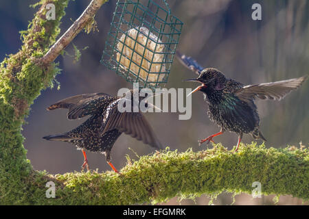 Two starlings on squabbling over food whilst stood on a mossy perch. They have their wings out and beaks open. Stock Photo