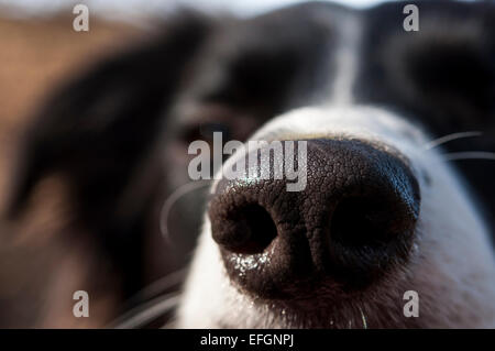 Abstract close up of a Border Collie dog. A big wet shiny nose. Stock Photo