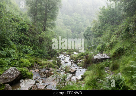 Heavy summer rain at Middle Black Clough in the Peak District, Derbyshire. A torrential downpour in a green wooded valley. Stock Photo