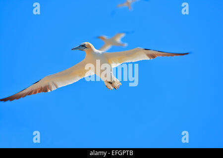 Gannets gliding in the clear blue sky above the Bass Rock in the Firth of Forth in Scotland Stock Photo