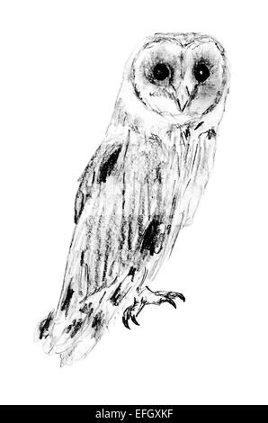 Drawing of flying barn owl (Tyto alba Stock Photo - Alamy