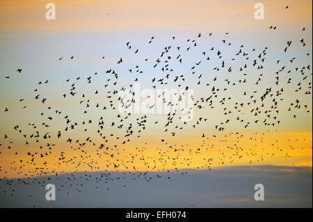 A large flock of starlings flying over the Brighton sea at sunset. Stock Photo