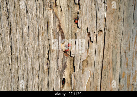Firebug insects sheltering in tree trunk bark cleft. Wood background texture and red bugs. Stock Photo