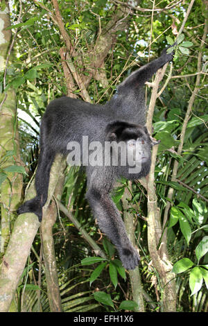 Yucatan Black Howler Monkey Alouatta pigra Stock Photo