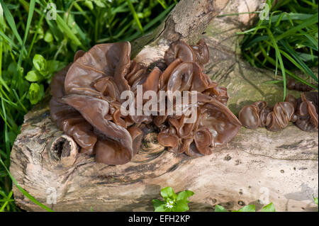 Jelly ear mushrooms, Auricularia auricula-judae, fruit bodies on dead log, Berkshire, April