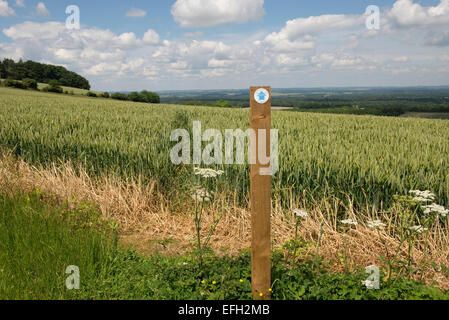 Footpath sign and public footpath cut through the middle of a wheat crop in green unripe ear.  Fine summer day in West Berkshire Stock Photo