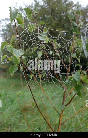 Web of an orb-web spider with water droplets on a foggy autumn morning on the branches of a young silver birch tree, Berkshire, Stock Photo