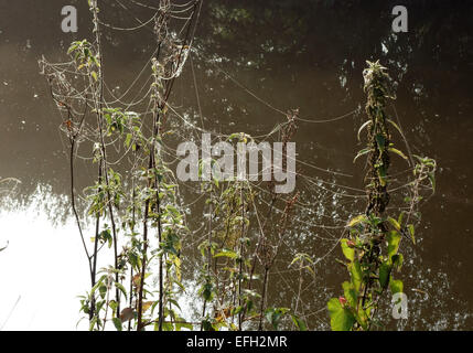 Threads of balooning money spiders with water droplets caught on a stinging nettle beside the Kennet and Avon canal after a fogg Stock Photo