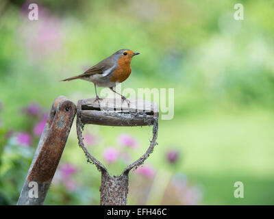 Robin perched on old garden fork handle Stock Photo