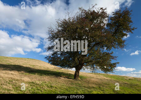 A lone, weathered hawthorn tree with its red autumn berries, on the slopes of Honey Hill, Northamptonshire, England Stock Photo